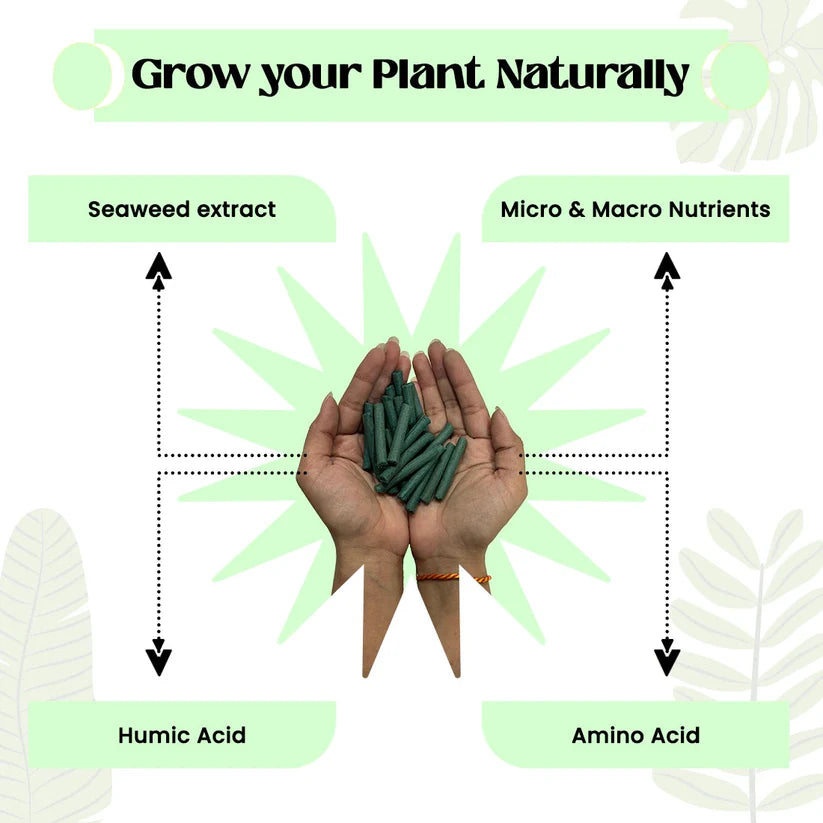Dr.Green's - Magic Plant Sticks (50 Sticks)