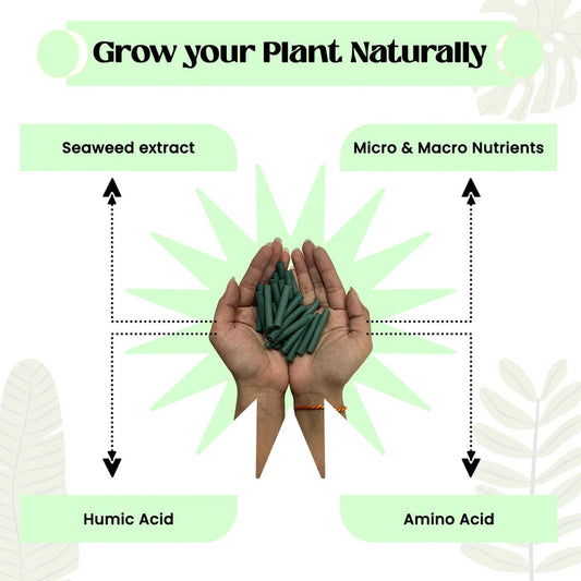 Dr.Green's - Magic Plant Sticks (50 Sticks)